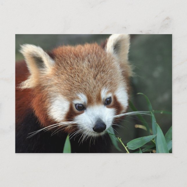 Röd panda, Taronga Zoo, Sydney, Australien Vykort (Framsida)