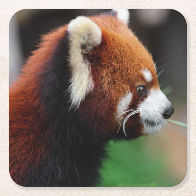 Röd panda underlägg papper kvadrat (Framsidan)