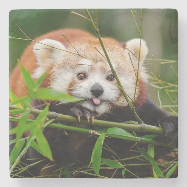 Röd Panda Underlägg Sten (Framsidan)