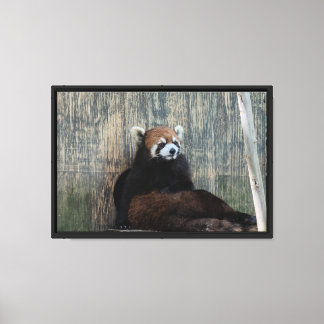 Röd panda-vibbar Utsträckt Canvastryck