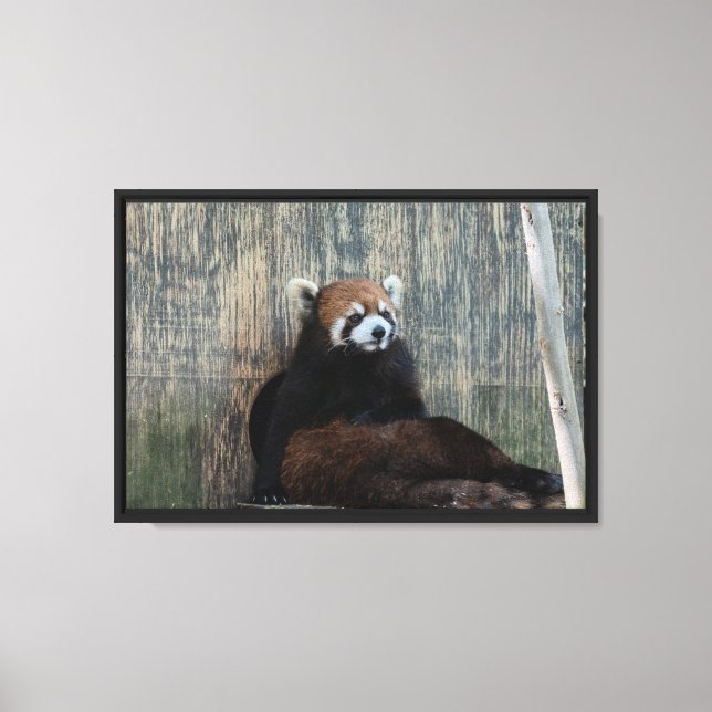 Röd panda-vibbar Utsträckt Canvastryck (Framsida)