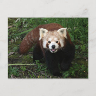 Röd panda vykort