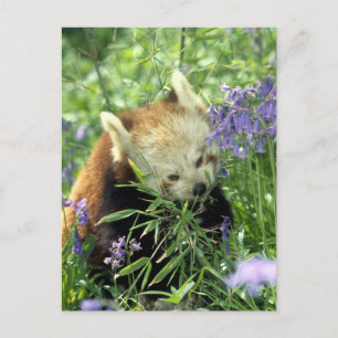 Röd panda vykort