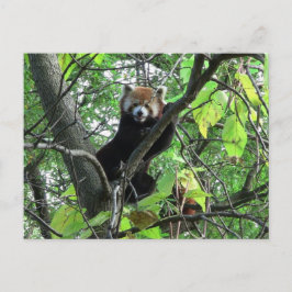 Röd Panda Vykort