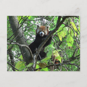 Röd Panda Vykort