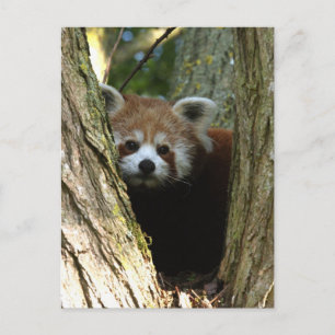 Röd panda vykort