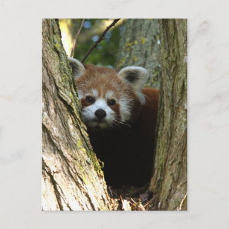 Röd panda vykort