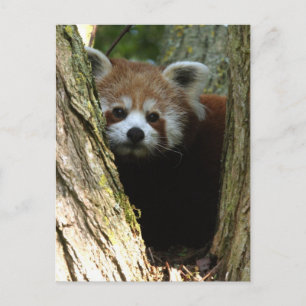 Röd panda vykort