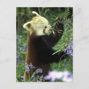 Röd panda vykort