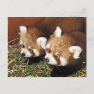 Röd panda vykort