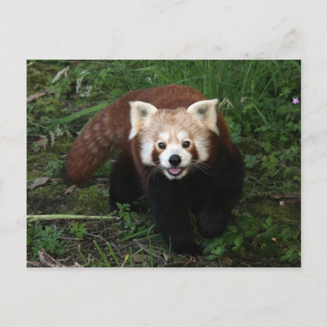 Röd panda-vykort vykort (Framsida)