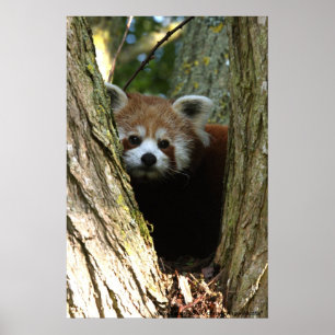 röd pandaaffisch poster