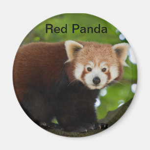 Röd Pandamagnet Magnet