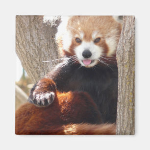 röd pandasitta magnet