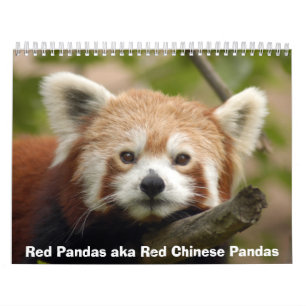 Röd Pandaskalender Kalender