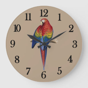 Röd papegoja stor klocka