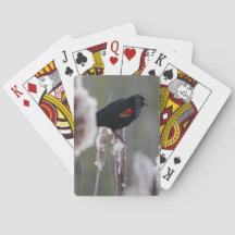 Röd-påskyndad Blackbird (Agelaiusphoeniceusen)