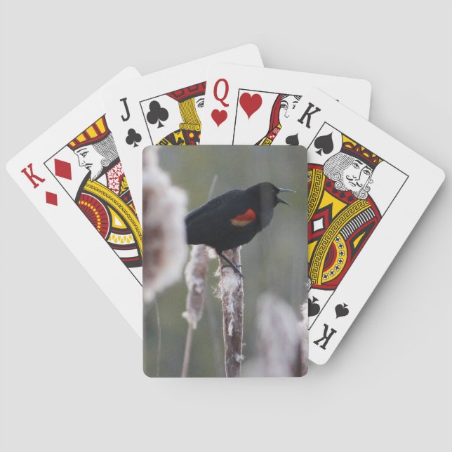 Röd-påskyndad Blackbird (Agelaiusphoeniceusen) Kortlek (Baksidan)