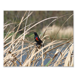 Röd-Påskyndad Blackbird Fototryck