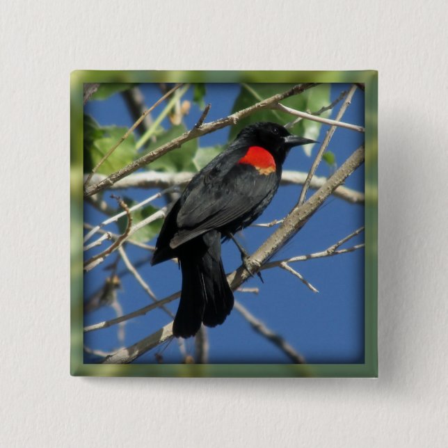 Röd-påskyndad Blackbird Knapp (Framsida)
