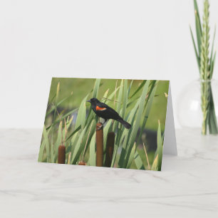 Röd-Påskyndad Blackbird Kort