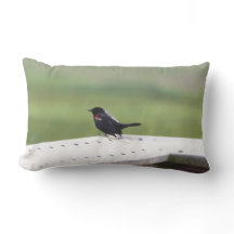 Röd-påskyndad Blackbird