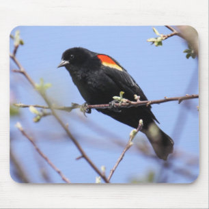 Röd-påskyndad Blackbird Musmatta