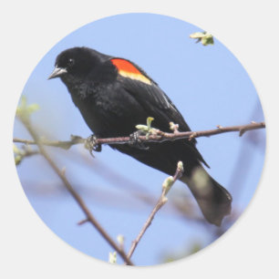 Röd-påskyndad Blackbird Runt Klistermärke