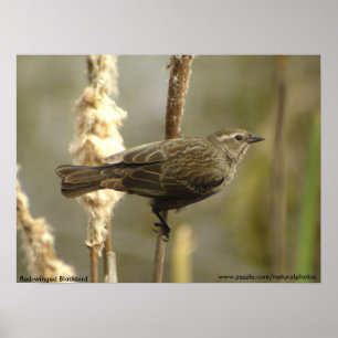 Röd-påskyndad kvinnlig affisch för Blackbird