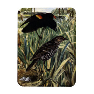 Röd-Påskyndade Blackbirds och bygga bo i Cattail Magnet