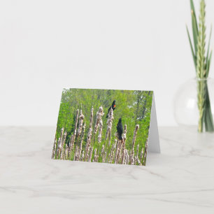 Röd-Påskyndade Blackbirds på Cattails noterar Kort