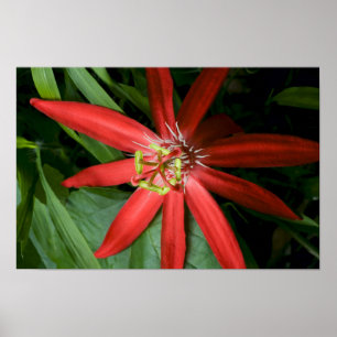 Röd passion blomma i Fullt Bloom Poster