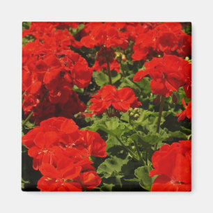 Röd pelargonmagnet magnet