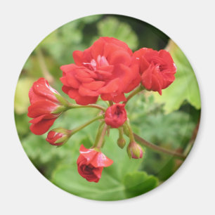 Röd pelargonmagnet magnet