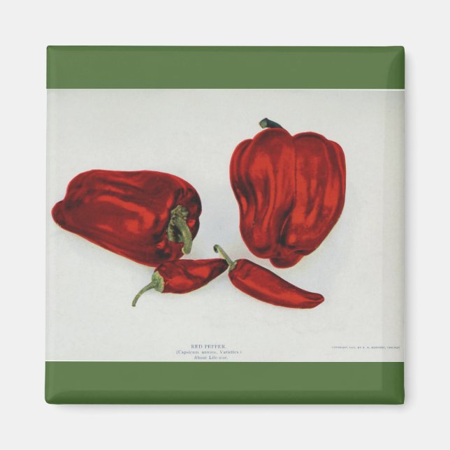Röd peppar - Vintage bild Magnet (Framsidan)
