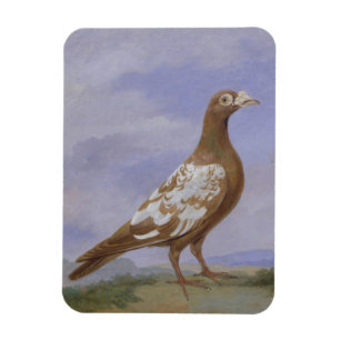 Röd Pied bärareduva (olja på kanfas) Magnet