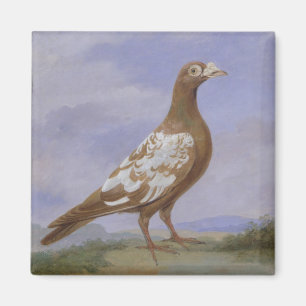 Röd Pied bärareduva (olja på kanfas) Magnet