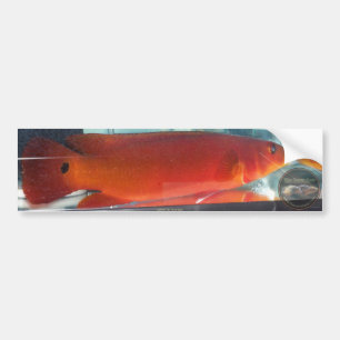 Röd Pike Cichlid Bildekal