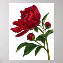 Röd pionblomma med knoppar