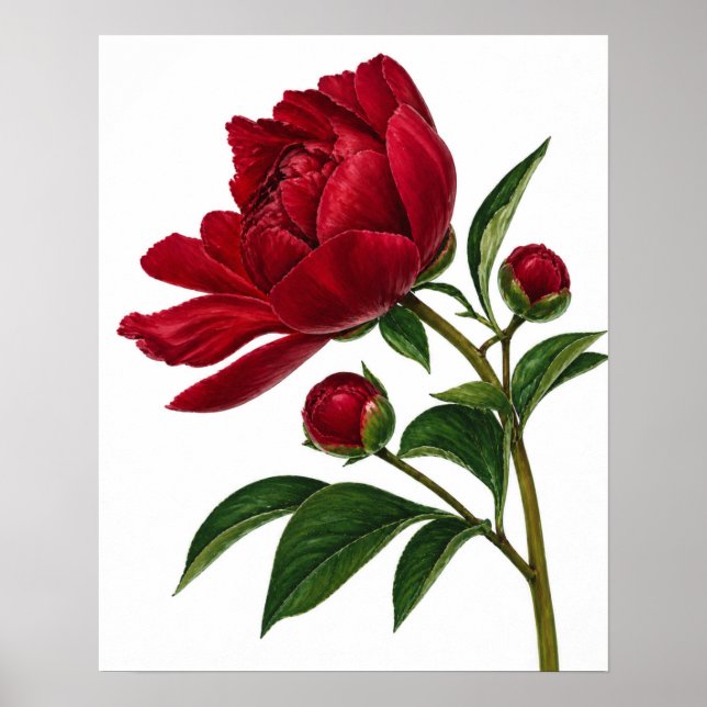 Röd pionblomma med knoppar poster (Framsidan)