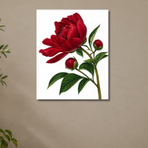 Röd pionblomma med knoppar