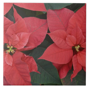 Röd Poinsettia detalj (Euphorbia pulcherrima) Kakelplatta