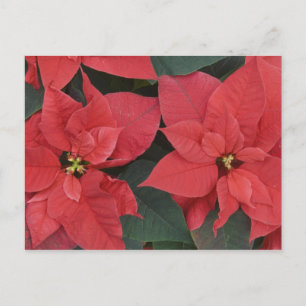 Röd Poinsettia detalj (Euphorbia pulcherrima) Vykort