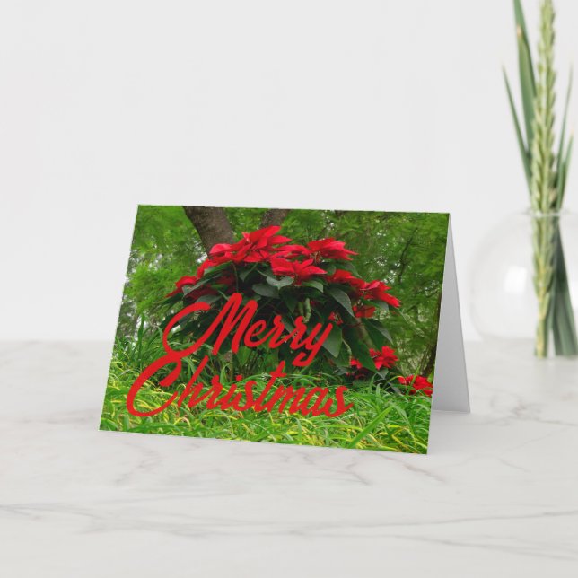 Röd Poinsettia Helgkort (Framsida)