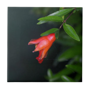 Röd pomegranateblomma (Punicagranatum) på ett tr Kakelplatta