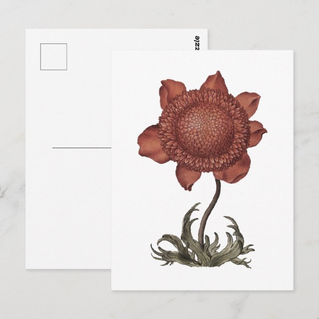 Röd poppy anemoneblomma  vykort (Fram/baksida)
