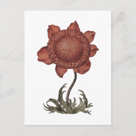 Röd poppy anemoneblomma vykort