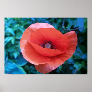 Röd Poppy. Poster
