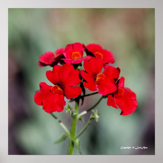 Röd - prickad poster (Framsidan)