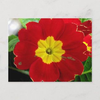 Röd Primrose vykort